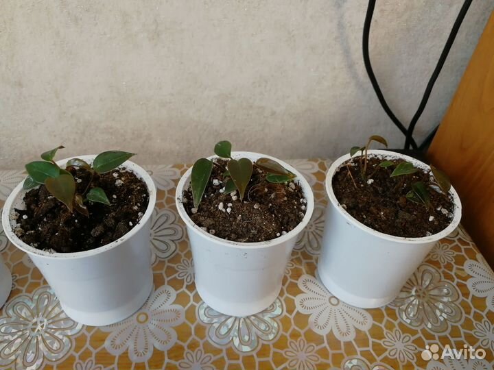 Антуриум чёрный