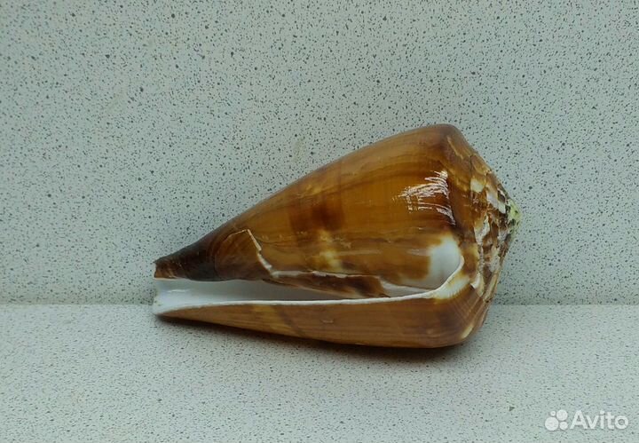 Конус Вексиллум 9,60 морская ракушка раковина