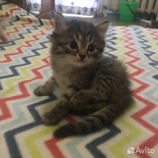 Котятки в добрые руки