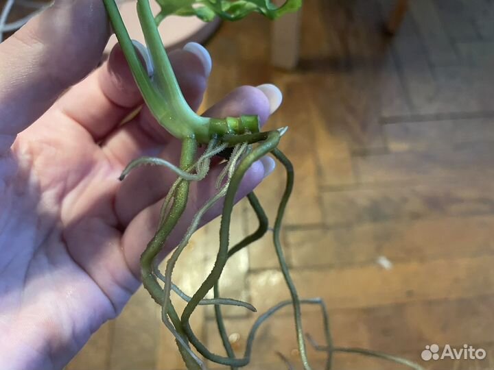 Монстера манки