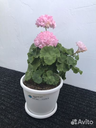 Пеларгония Dovepoint в цвету