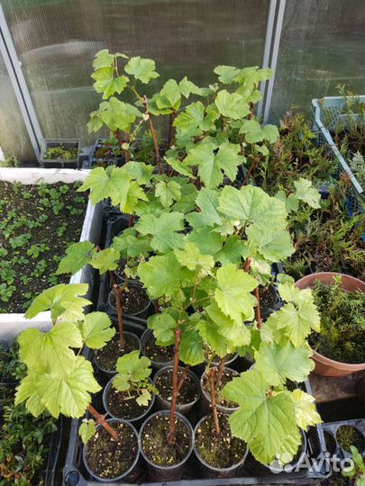 Саженцы винограда сорт 