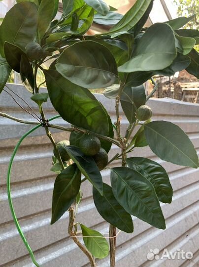 Мандарин Сентябрьский с 6 плодами