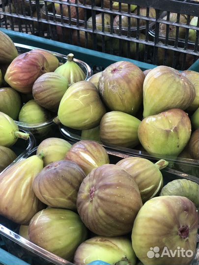 Инжир плоды