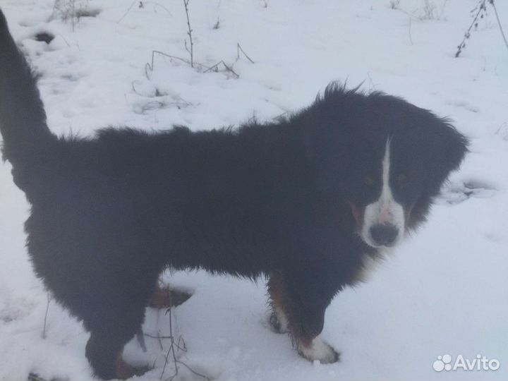 Бернский зенненхунд вязка