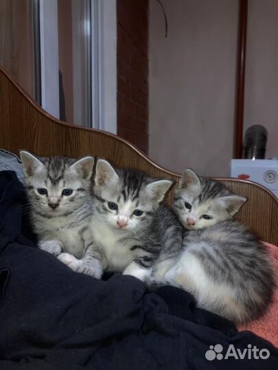 Котята в добрые руки мальчики