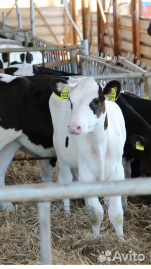 Крс молодняк