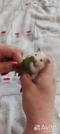 Сирийский хомяк малыши бесплатно