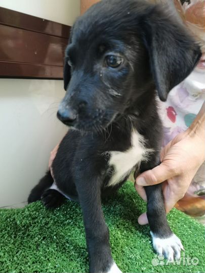 Собака щенок Забава