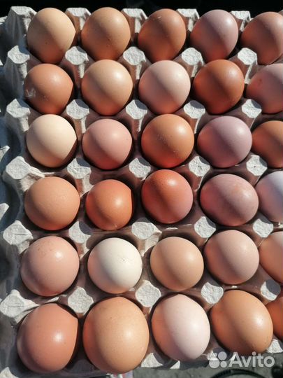 Домашние куриные яйца