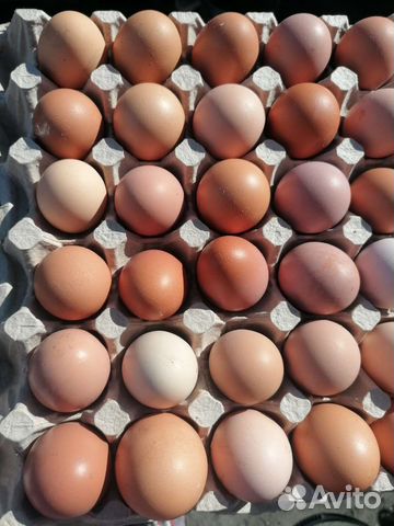 Домашние куриные яйца
