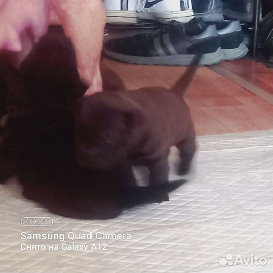 Щенки шарпея