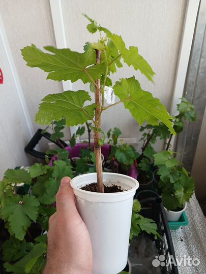 Саженцы винограда