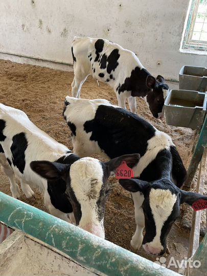 Бычки и телки. Привитые