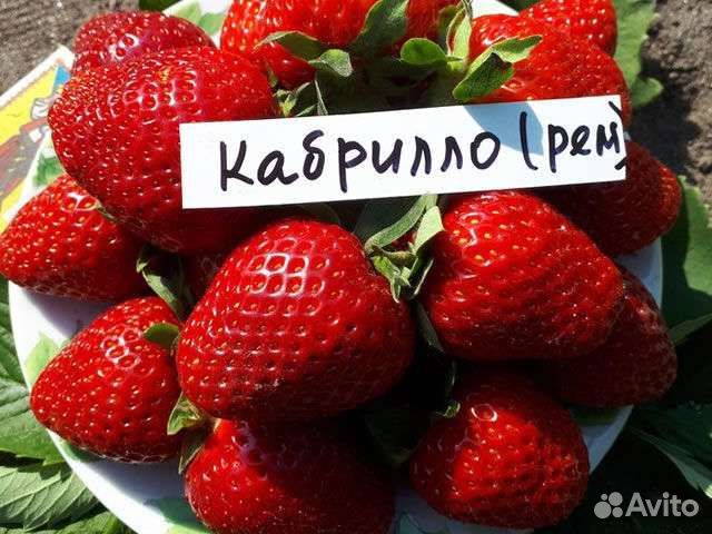 Саженцы крупноплодной земляники, малины, ежевики