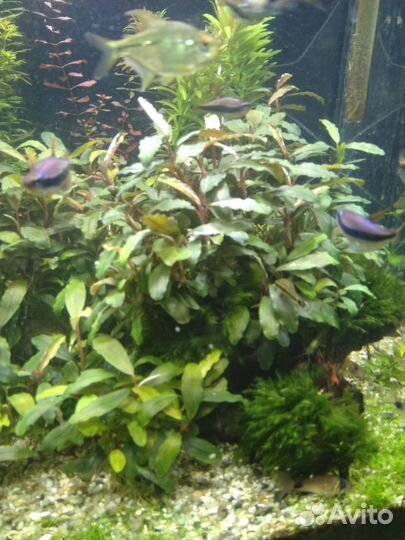 Буцефаландры