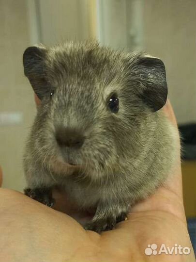 Морская свинка