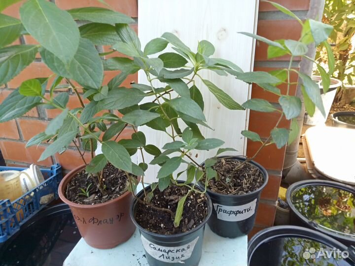 Метельчатые укорененые черенки