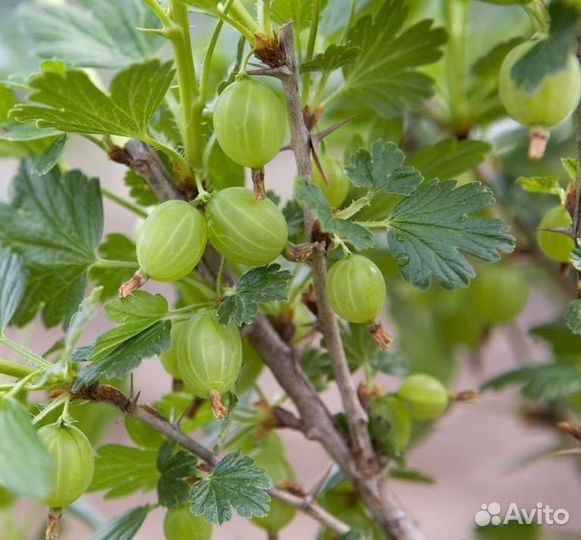 Крыжовник ягоды