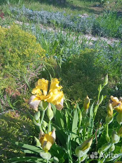 Саженцы растений из своего сада