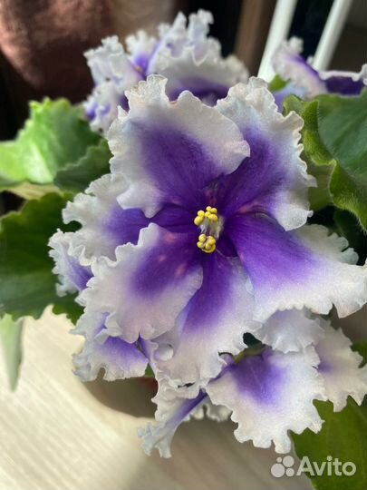 Детки сортовых фиалок