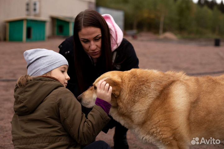 Золотая собака в добрые руки