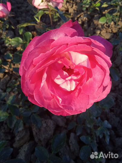 Розы, саженцы