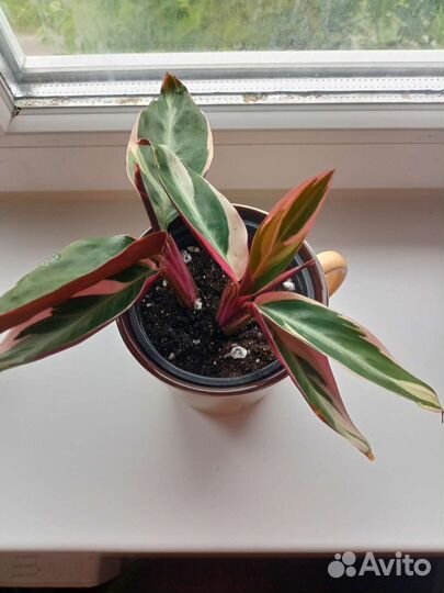 Строманта триколор