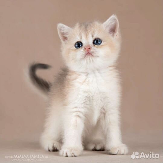 Мальчик голубое золото Dior Apple Wood