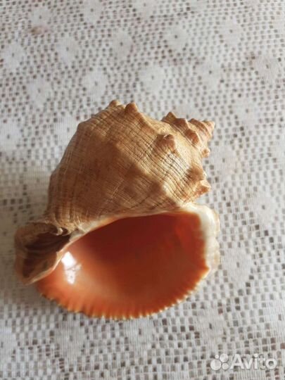 Сувениры с морской тематикой (4 вида)