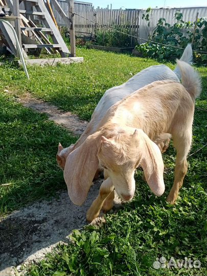 Заанинские козлята