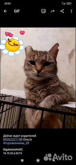 Кошка Деззи 1,5 года, стерелизованна