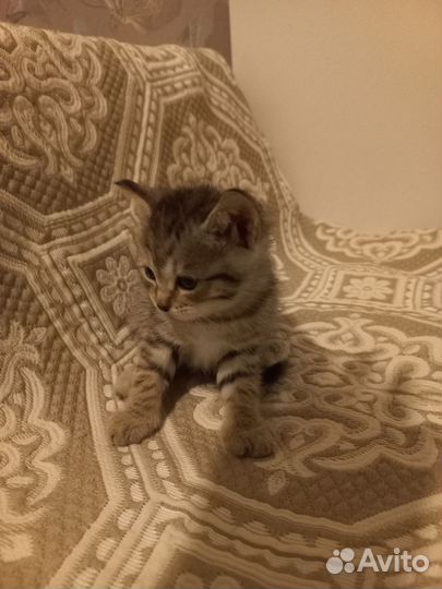 Британские котята