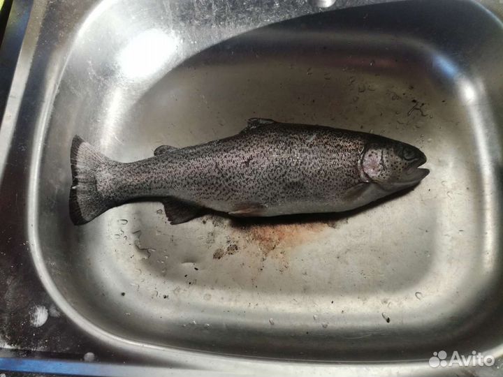 Форель свежая (живая)