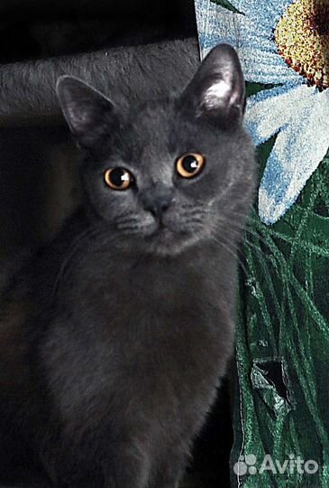 Котик ищет себе семью