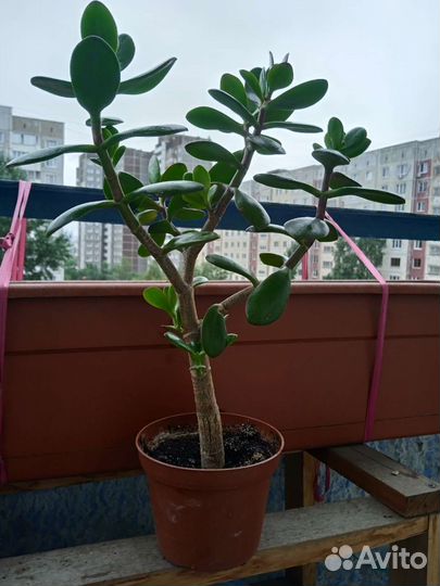 Толстянка денежное дерево