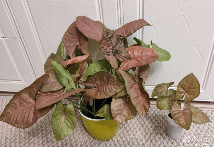 Комнатные растения