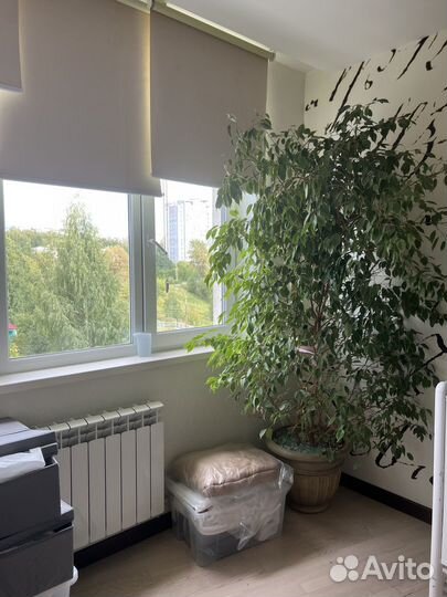 Фикус бенджамина