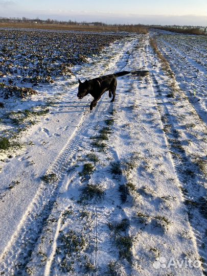 Вязка овчарка кобель