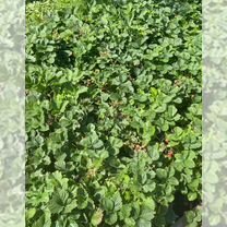 Участок 6 га (СНТ, ДНП)