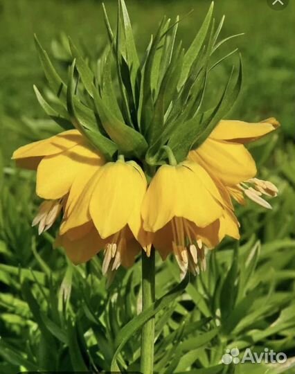 Рябчик императорский желтый