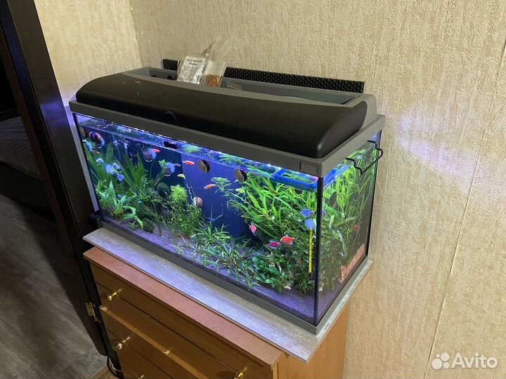 Запущенный аквариум aquaatlantis 100 литров