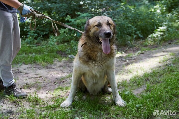 Серьёзный пёс Акела ищет дом