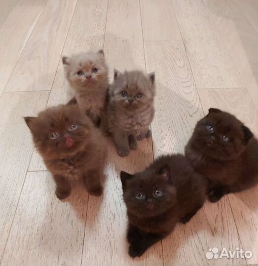 Шотландские котята