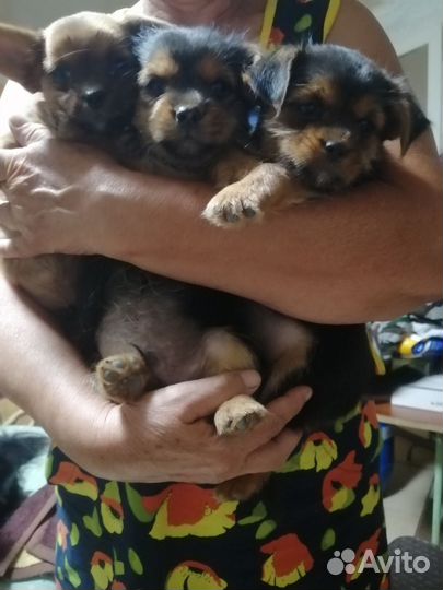 Щенки маленьких пород