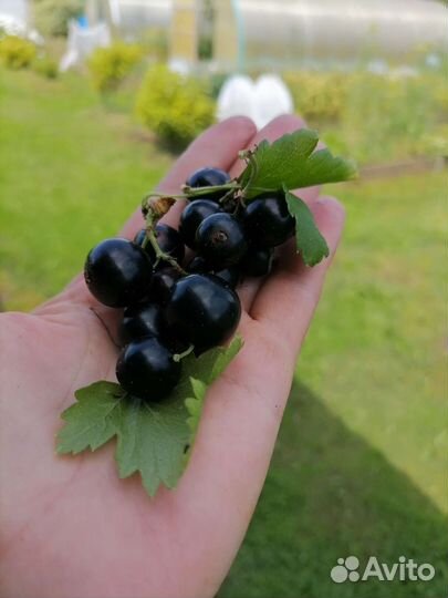 Чёрная смородина ягоды