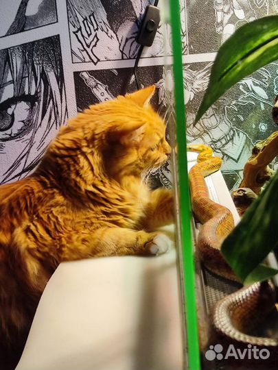 Маисовый полоз вместе с террариумом