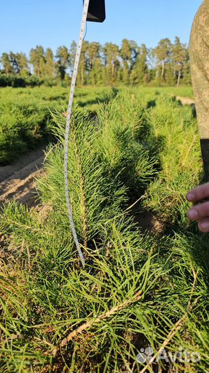 Саженцы сосны и ели окс оптом