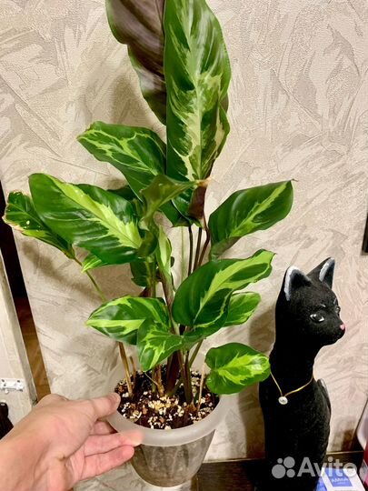 Калатея Электрошок