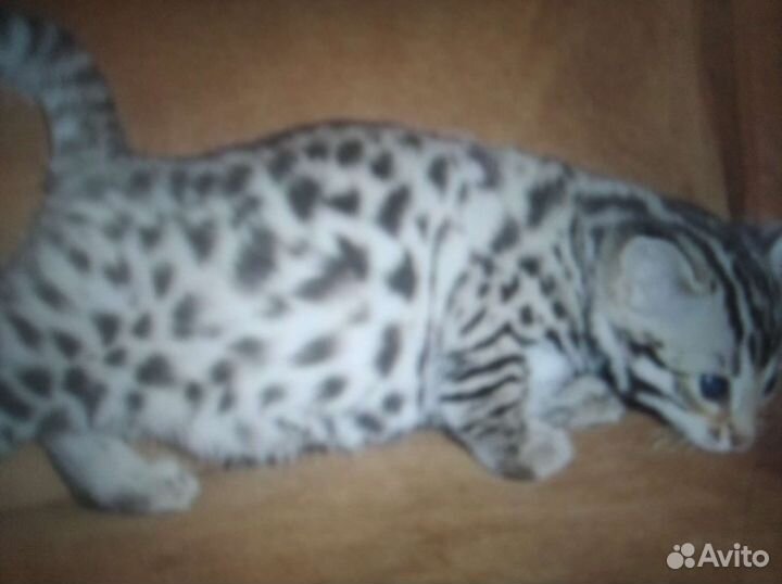 Бенгальские котята